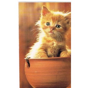 CARTE POSTALE CHATON DANS UN POT