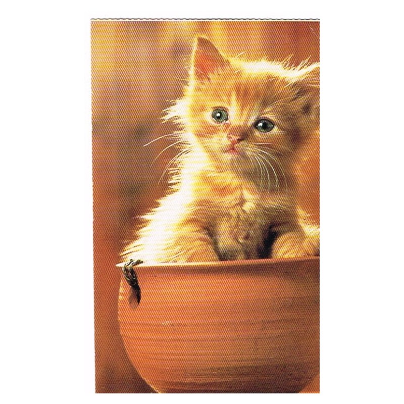 CARTE POSTALE CHATON DANS UN POT