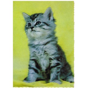 CARTE POSTALE CHATON GRIS