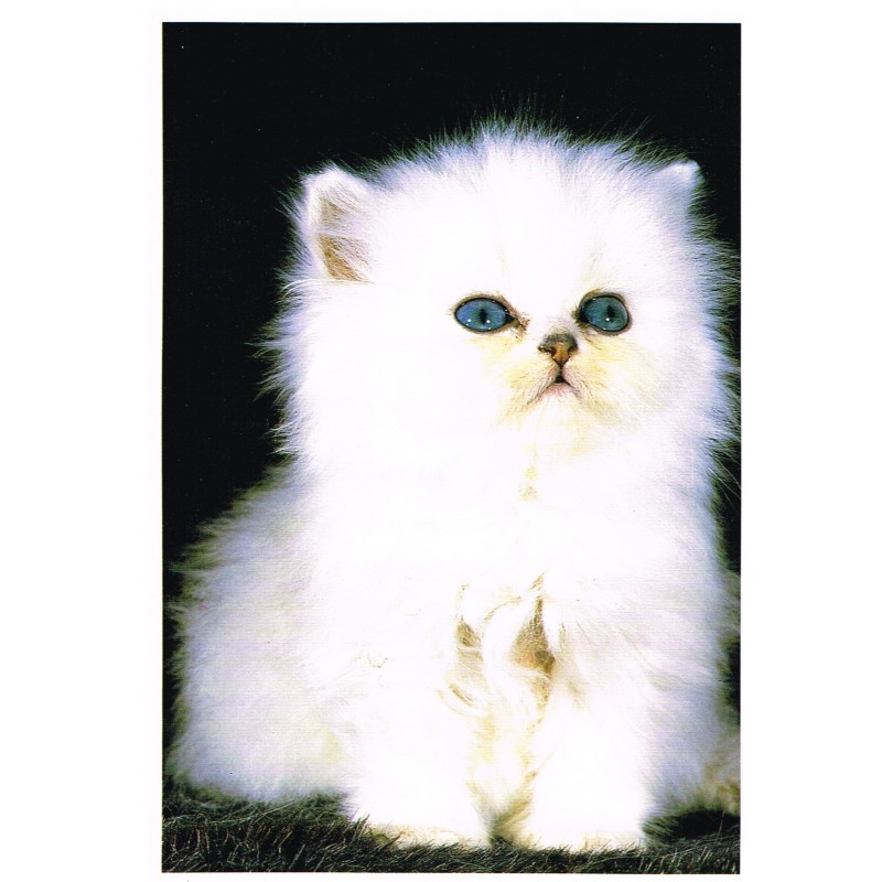 CARTE POSTALE CHATON LABAT/COGIS