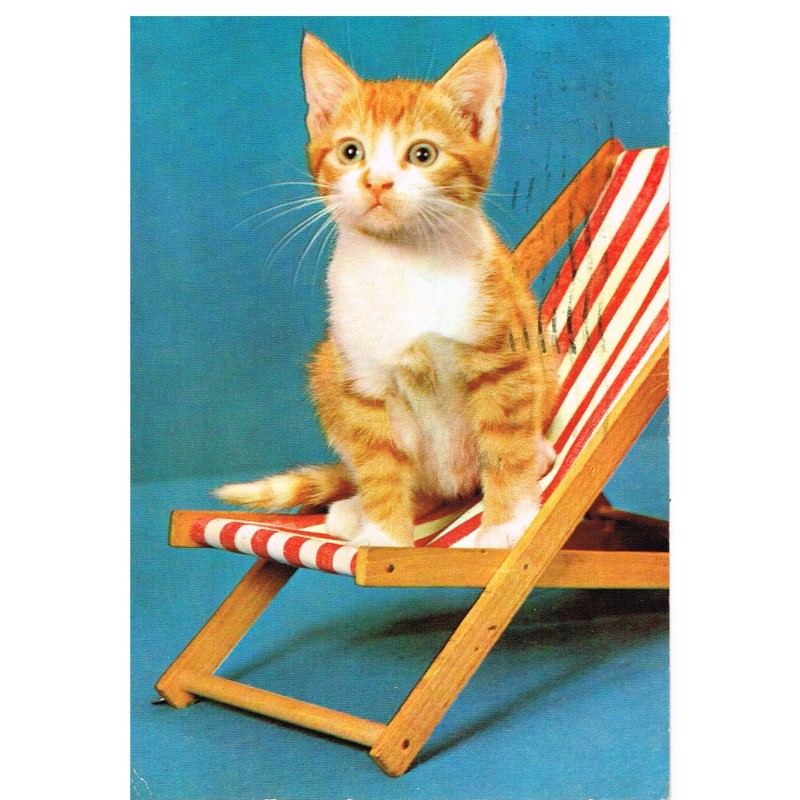 CARTE POSTALE CHATON SUR UNE CHAISE LONGUE