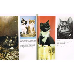 LIVRE - LA BEAUTE DES CHATS