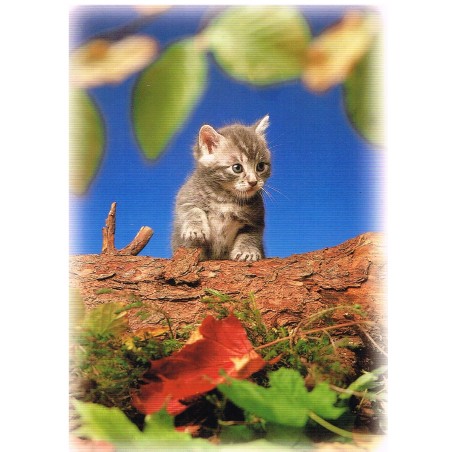 CARTE POSTALE CHATON SUR UN TRONC D'ARBRE