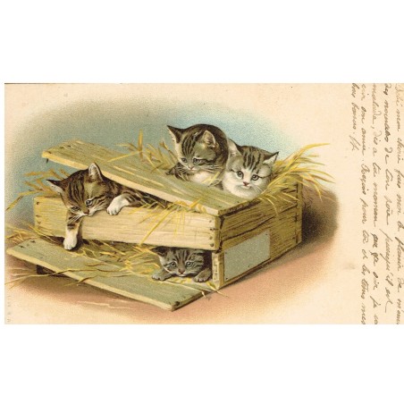 CARTE POSTALE ANCIENNE - CHATONS DANS UNE CAISSE