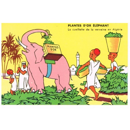 CARTE POSTALE PUBLICITAIRE - PLANTE D'OR ELEPHANT - LA CUEILLETTE DE LA VERVEINE EN ALGERIE