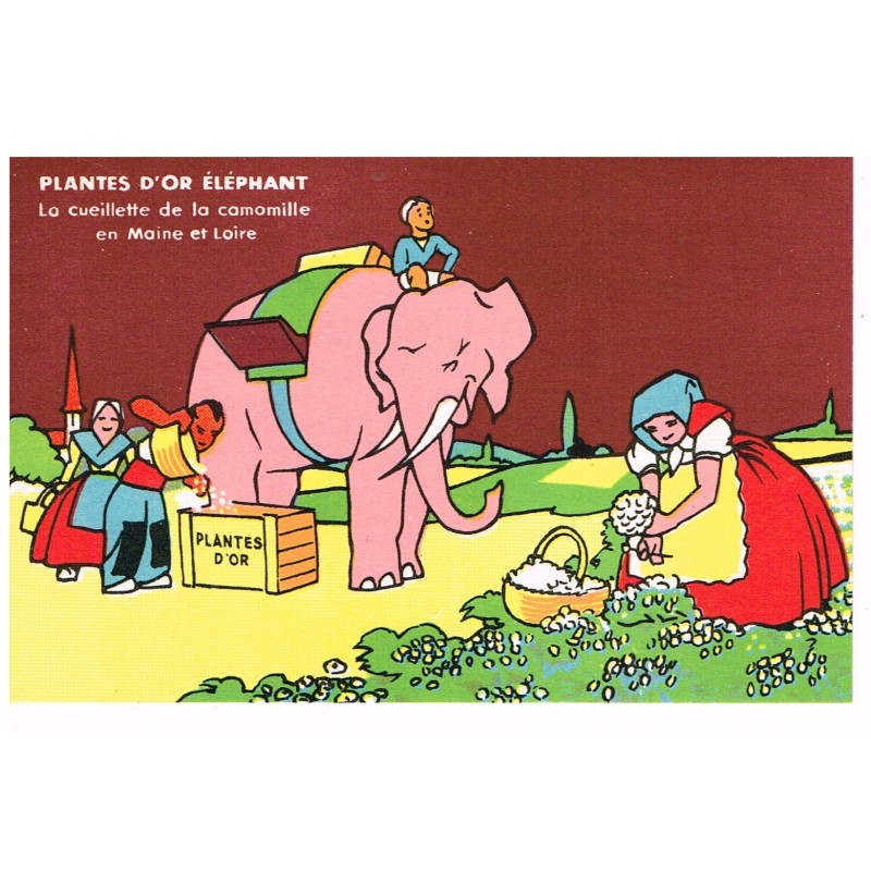 CARTE POSTALE PUBLICITAIRE - PLANTES D'OR ELEPHANT - LA CUEILLETTE DE LA CAMOMILLE EN MAINE ET LOIRE