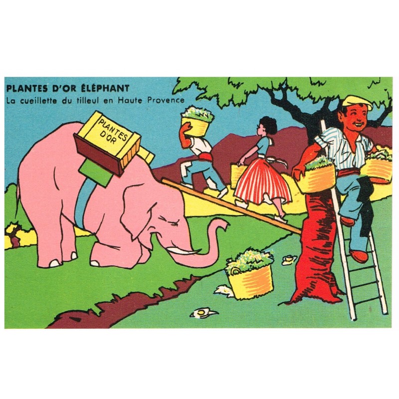 CARTE POSTALE PUBLICITAIRE - PLANTES D'OR ELEPHANT - LA CUEILLETTE DU TILLEUL EN HAUTE PROVENCE