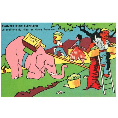 CARTE POSTALE PUBLICITAIRE - PLANTES D'OR ELEPHANT - LA CUEILLETTE DU TILLEUL EN HAUTE PROVENCE