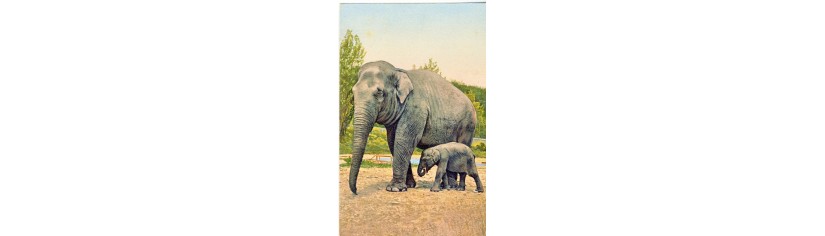 cartes postales animaux sauvages