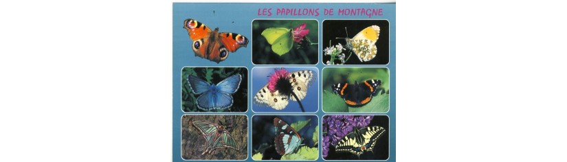 cartes postales papillons